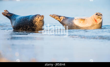 Deux des phoques communs (Phoca vitulina) reposant dans l'eau, Düne, Helgoland, Allemagne Banque D'Images