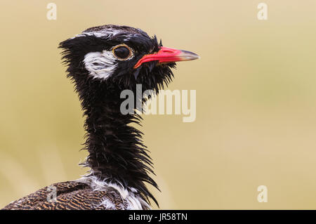 Le nord de l'Black Korhaan (Afrotis afraoides), également appelé-Blanc Outarde piquants, homme, Désert du Kalahari Banque D'Images