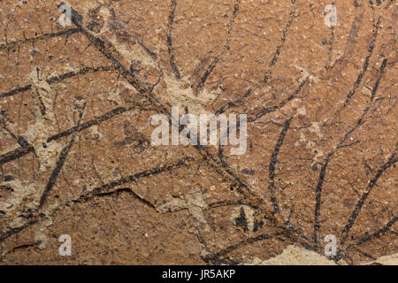 Feuilles fossiles, Mount Hood National Forest, Virginia Banque D'Images