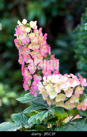 L'Hydrangea quercifolia Snow Queen, la fin de l'été.Hydrangeaceae Banque D'Images