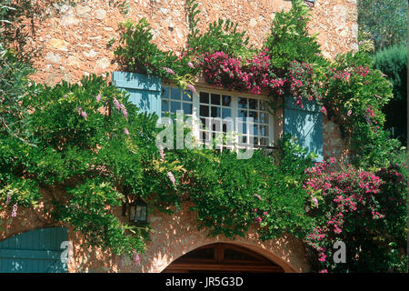 La floraison des vignes sur façade Banque D'Images