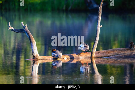 Deux beaux canards sauvages colorées, assis sur une branche, se cachant leurs becs. matin, le lever du soleil. Le parc national de Yellowstone. Banque D'Images