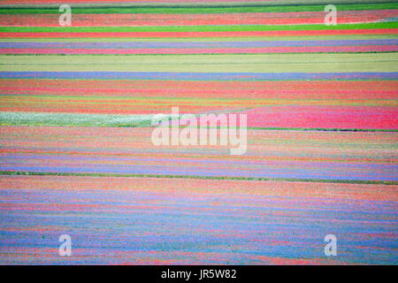 Les prés de fleurs multicolores sur le plateau de Castelluccio durant une journée d'été. Banque D'Images