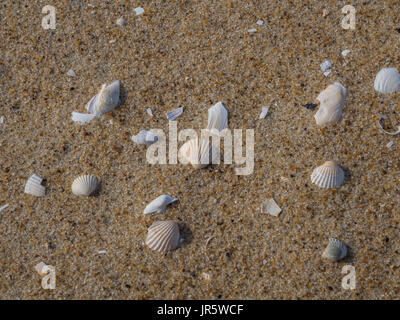 L'arrière-plan. petits coquillages sur la plage de sable à la banque des Etats de la mer Baltique Banque D'Images