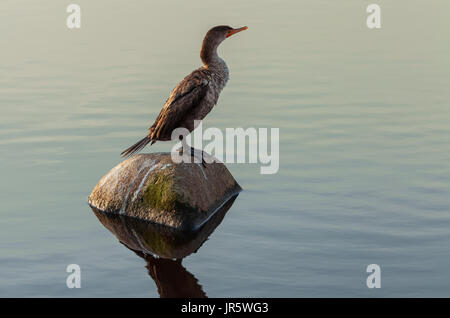 Un jeune cormoran à aigrettes (Phalacrocorax auritus) albociliatus avait sécher ses plumes sous le soleil du matin après les plongées. Banque D'Images