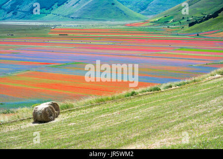 Les prés de fleurs multicolores sur le plateau de Castelluccio durant une journée d'été. Banque D'Images