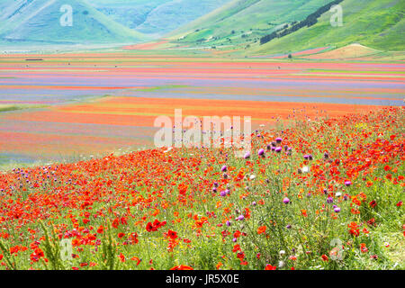 Les prés de fleurs multicolores sur le plateau de Castelluccio durant une journée d'été. Banque D'Images