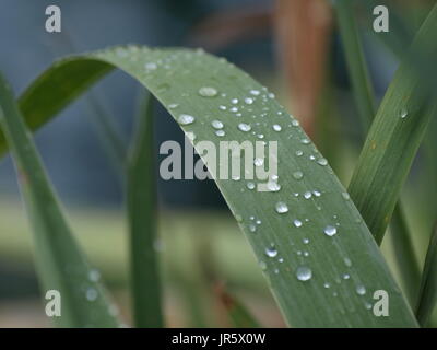 Grande plante verte tige avec gouttelettes d'eau sur elle Banque D'Images