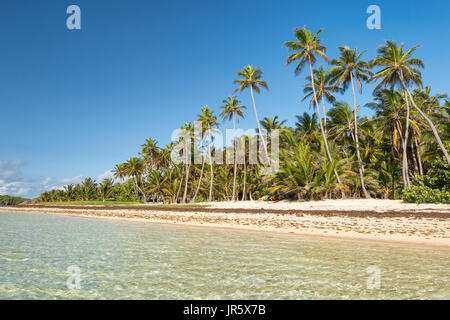 Belle plage des Caraïbes exotiques avec des palmiers en Martinique (Anse Michel) Banque D'Images