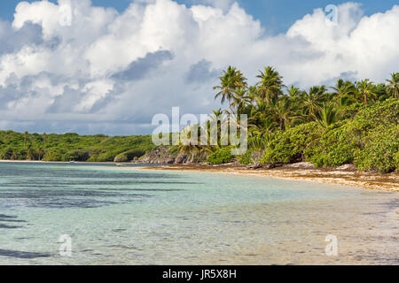 Belle plage des Caraïbes exotiques avec des palmiers en Martinique (Anse Michel) Banque D'Images