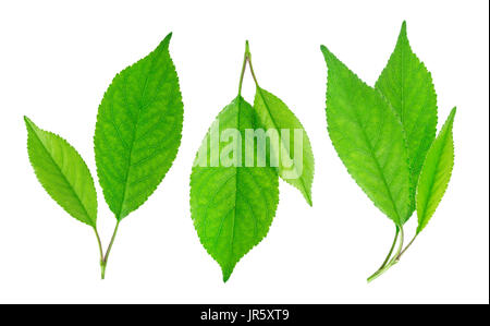 Feuilles de cerisier isolé sur fond blanc Banque D'Images