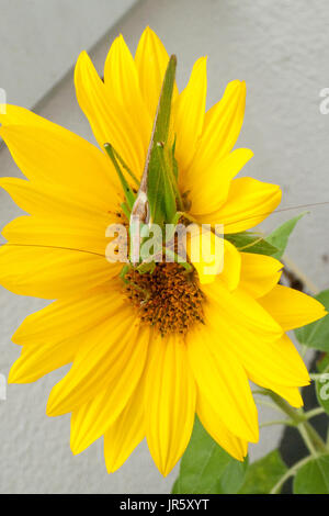 Heupferd Laubheuschrecke Heuschrecke Grünes, auf gelber Sonnenblume Banque D'Images