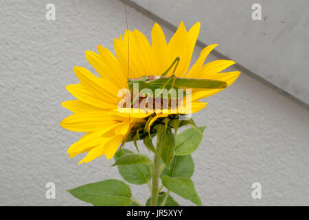 Heupferd Laubheuschrecke Heuschrecke Grünes, auf gelber Sonnenblume Banque D'Images