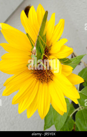 Heupferd Laubheuschrecke Heuschrecke Grünes, auf gelber Sonnenblume Banque D'Images