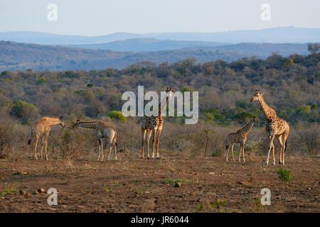 Girafe (Giraffa camelopardalis), groupe d'adultes et de juvéniles, la navigation sur les pentes des collines du nord du KwaZulu Natal Banque D'Images