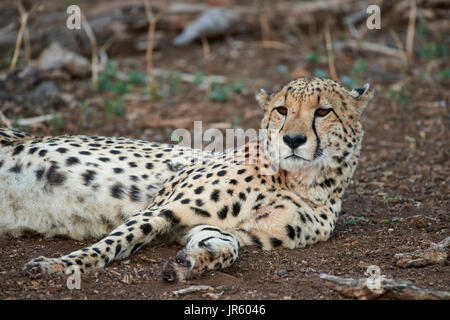 Le Guépard (Acinonyx jubatus), jeune homme allongé sur le sol après avoir festoyer sur un kill Banque D'Images