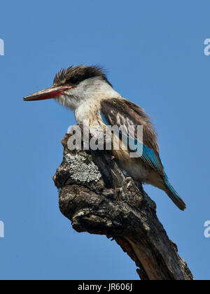 (Halcyon chelicuti Striped Kingfisher) - perché sur le haut d'une branche morte contre le ciel Banque D'Images