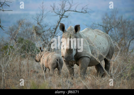 Square lipped Rhino (blanc) (Ceratotherium simum) - mère et son petit debout dans la brousse africaine au crépuscule Banque D'Images