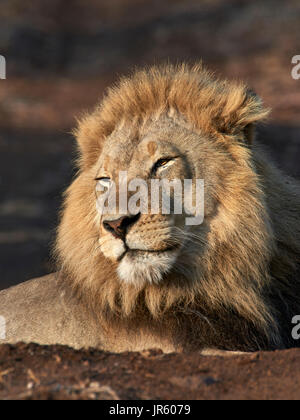 Lion (Panthera leo) - grand mâle allongé sur le sol, portrait Banque D'Images
