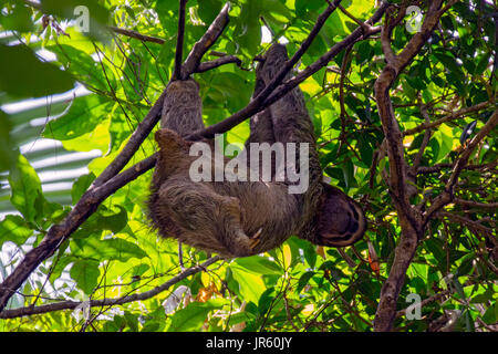 Heureux Sloth accroché dans un arbre Banque D'Images