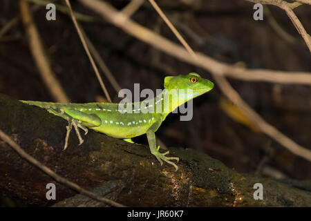 Emeraude femelle Basilisk Lizard dans Tortuguero - Costa Rica Banque D'Images