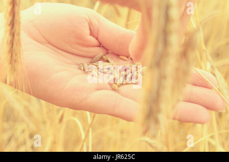 Mains tapoter doucement les épillets du blé un jour d'été Banque D'Images