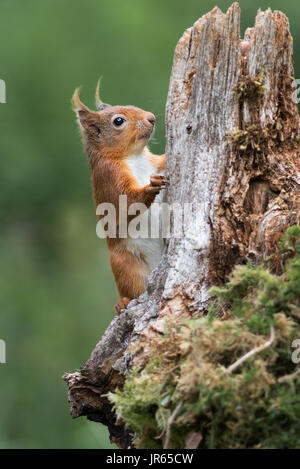 Étude détaillée près d'une photographie ou d'un écureuil roux grimper un vieil arbre journal en format vertical vertical Banque D'Images