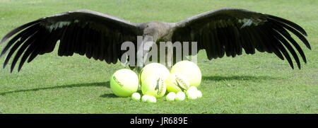 Moccas Moccas avantage : le condor des Andes qui aime jouer avec des balles de tennis.Moccas a éclos 26 avril 2015 au Centre international pour les oiseaux de proie en Newent, Gloucestershire, Angleterre, et est un fan des anciens joueurs de Wimbledon Boris Pecker (Boris Becker) et Jimmy Jimmy Connors (Condors). Contacter ADAM 07703 532828 CENTRE D'OISEAUX DE PROIE. (Photo Paul NICHOLLS) Téléphone 07718 152168 EDF ENERGY NEWS SUD OUEST PHOTOGRAPHE DE L'ANNÉE 2009/2014 : WWW.PAULNICHOLLSPHOTOGRAPHY.COM Où Newent, Gloucestershire, Royaume-Uni Quand : 03 Jul 2017 Crédit : Paul Nicholls/WENN Banque D'Images