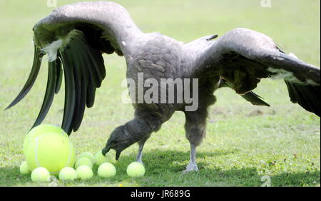 Moccas Moccas avantage : le condor des Andes qui aime jouer avec des balles de tennis.Moccas a éclos 26 avril 2015 au Centre international pour les oiseaux de proie en Newent, Gloucestershire, Angleterre, et est un fan des anciens joueurs de Wimbledon Boris Pecker (Boris Becker) et Jimmy Jimmy Connors (Condors). Contacter ADAM 07703 532828 CENTRE D'OISEAUX DE PROIE. (Photo Paul NICHOLLS) Téléphone 07718 152168 EDF ENERGY NEWS SUD OUEST PHOTOGRAPHE DE L'ANNÉE 2009/2014 : WWW.PAULNICHOLLSPHOTOGRAPHY.COM Où Newent, Gloucestershire, Royaume-Uni Quand : 03 Jul 2017 Crédit : Paul Nicholls/WENN Banque D'Images