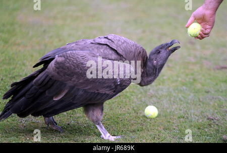 Moccas Moccas avantage : le condor des Andes qui aime jouer avec des balles de tennis.Moccas a éclos 26 avril 2015 au Centre international pour les oiseaux de proie en Newent, Gloucestershire, Angleterre, et est un fan des anciens joueurs de Wimbledon Boris Pecker (Boris Becker) et Jimmy Jimmy Connors (Condors). Contacter ADAM 07703 532828 CENTRE D'OISEAUX DE PROIE. (Photo Paul NICHOLLS) Téléphone 07718 152168 EDF ENERGY NEWS SUD OUEST PHOTOGRAPHE DE L'ANNÉE 2009/2014 : WWW.PAULNICHOLLSPHOTOGRAPHY.COM Où Newent, Gloucestershire, Royaume-Uni Quand : 03 Jul 2017 Crédit : Paul Nicholls/WENN Banque D'Images