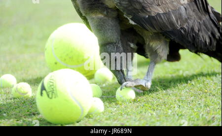 Moccas Moccas avantage : le condor des Andes qui aime jouer avec des balles de tennis.Moccas a éclos 26 avril 2015 au Centre international pour les oiseaux de proie en Newent, Gloucestershire, Angleterre, et est un fan des anciens joueurs de Wimbledon Boris Pecker (Boris Becker) et Jimmy Jimmy Connors (Condors). Contacter ADAM 07703 532828 CENTRE D'OISEAUX DE PROIE. (Photo Paul NICHOLLS) Téléphone 07718 152168 EDF ENERGY NEWS SUD OUEST PHOTOGRAPHE DE L'ANNÉE 2009/2014 : WWW.PAULNICHOLLSPHOTOGRAPHY.COM Où Newent, Gloucestershire, Royaume-Uni Quand : 03 Jul 2017 Crédit : Paul Nicholls/WENN Banque D'Images