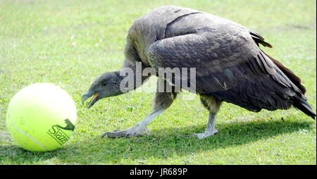 Moccas Moccas avantage : le condor des Andes qui aime jouer avec des balles de tennis.Moccas a éclos 26 avril 2015 au Centre international pour les oiseaux de proie en Newent, Gloucestershire, Angleterre, et est un fan des anciens joueurs de Wimbledon Boris Pecker (Boris Becker) et Jimmy Jimmy Connors (Condors). Contacter ADAM 07703 532828 CENTRE D'OISEAUX DE PROIE. (Photo Paul NICHOLLS) Téléphone 07718 152168 EDF ENERGY NEWS SUD OUEST PHOTOGRAPHE DE L'ANNÉE 2009/2014 : WWW.PAULNICHOLLSPHOTOGRAPHY.COM Où Newent, Gloucestershire, Royaume-Uni Quand : 03 Jul 2017 Crédit : Paul Nicholls/WENN Banque D'Images