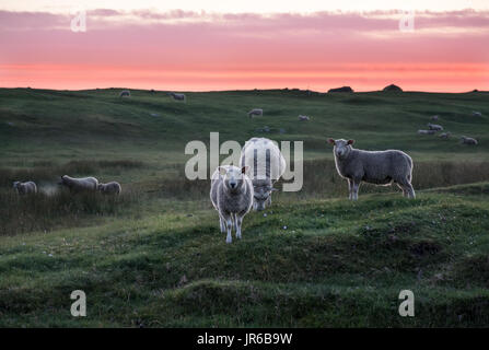 Beaucoup d'agneaux dans les pâturages d'été à meadow nuit dans les Lofoten, Norvège Banque D'Images