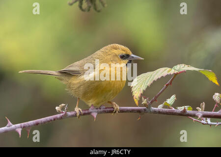 Babbler à chiné noir (Cyanoderma pyrrhops) à Rudraprayag, Uttarakhand, Inde Banque D'Images