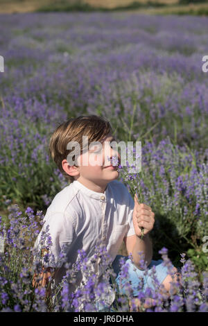 Garçon assis dans un champ de lavande fleurs odorantes Banque D'Images