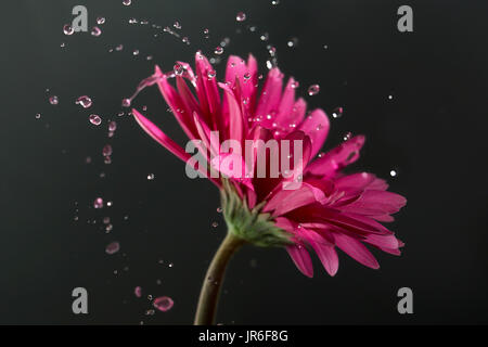 Gerbera rose fleur avec des gouttelettes d'eau Banque D'Images