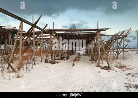 Un châssis en bois-racks avec tête et corps décapité de skrei-morue liées ensemble à la queue pendant le séchage à l'air de devenir stockfish. L'île de Toppoya- Banque D'Images