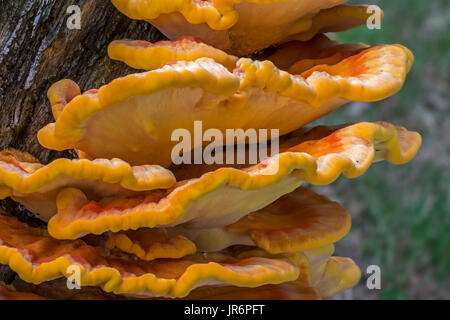 Poulet des bois / Crabe des bois / polypore Soufre soufre / tablette (sulphureus) : growing on tree stump en forêt en été Banque D'Images