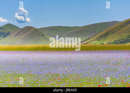 Les prés de fleurs multicolores sur le plateau de Castelluccio durant une journée d'été. Banque D'Images