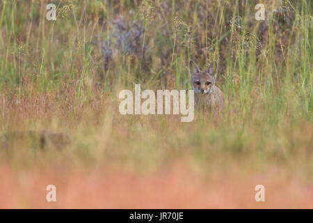 Indian Fox (Vulpes bengalensis) dans le parc de Pune Banque D'Images
