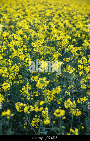 De colza (Brassica napus) champ, près d'Inverness, Écosse, Royaume-Uni Banque D'Images