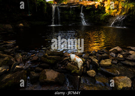 Un petit chien en face de Lumb Falls, un endroit de beauté locaux et la natation trou près de Calderdale, Hebden Bridge, UK Banque D'Images