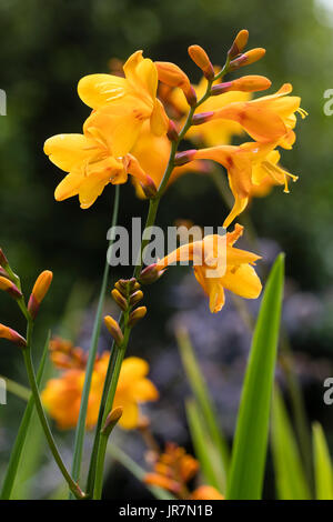 Tige florale de l'orange-jaune fleur Crocosmia 'Columbus', au début du mois d'août Banque D'Images