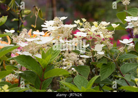 Craemy panicules blancs d'été du début de la floraison arbuste à feuilles caduques, Hydrangea paniculata 'Early Sensation' Banque D'Images