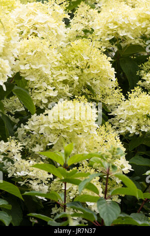 Panicules de fleurs de la fin de l'été, fleurs blanc crème hardy hortensia, Hydrangea paniculata 'Vanille Fraise' Banque D'Images