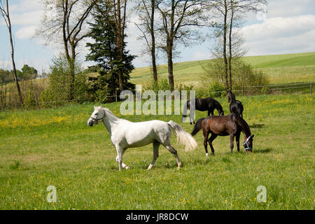 Les chevaux de pâturage dans le pré avec beaucoup de fleurs en été. troupeau de chevaux ensemble en dehors de Banque D'Images