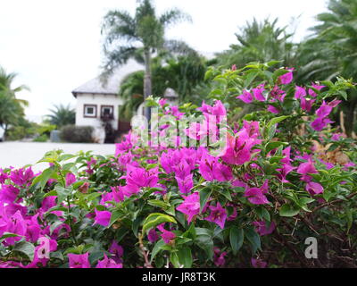 Bougainvillea bush dans les jardins de plus en plus da'Vidas, Crocus Bay, Anguilla, BWI. Banque D'Images