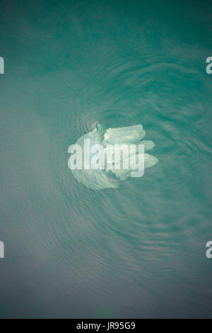 Méduses dans l'eau miroitant de photographié ci-dessus, laissant un mouvement de l'eau. Banque D'Images