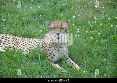 Un seul guépard portant et jouant dans l'herbe. Banque D'Images