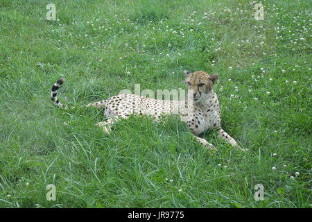 Un seul guépard portant et jouant dans l'herbe. Banque D'Images